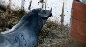 Toros de Piedras Negras para La México