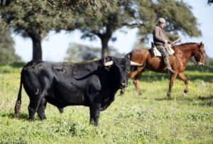 Camada de Cuadri para 2019