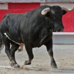 Saint Martin de Crau (Francia) - Sábado 28 de abril de 2018