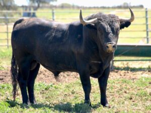 Toro de Victorino Martín
