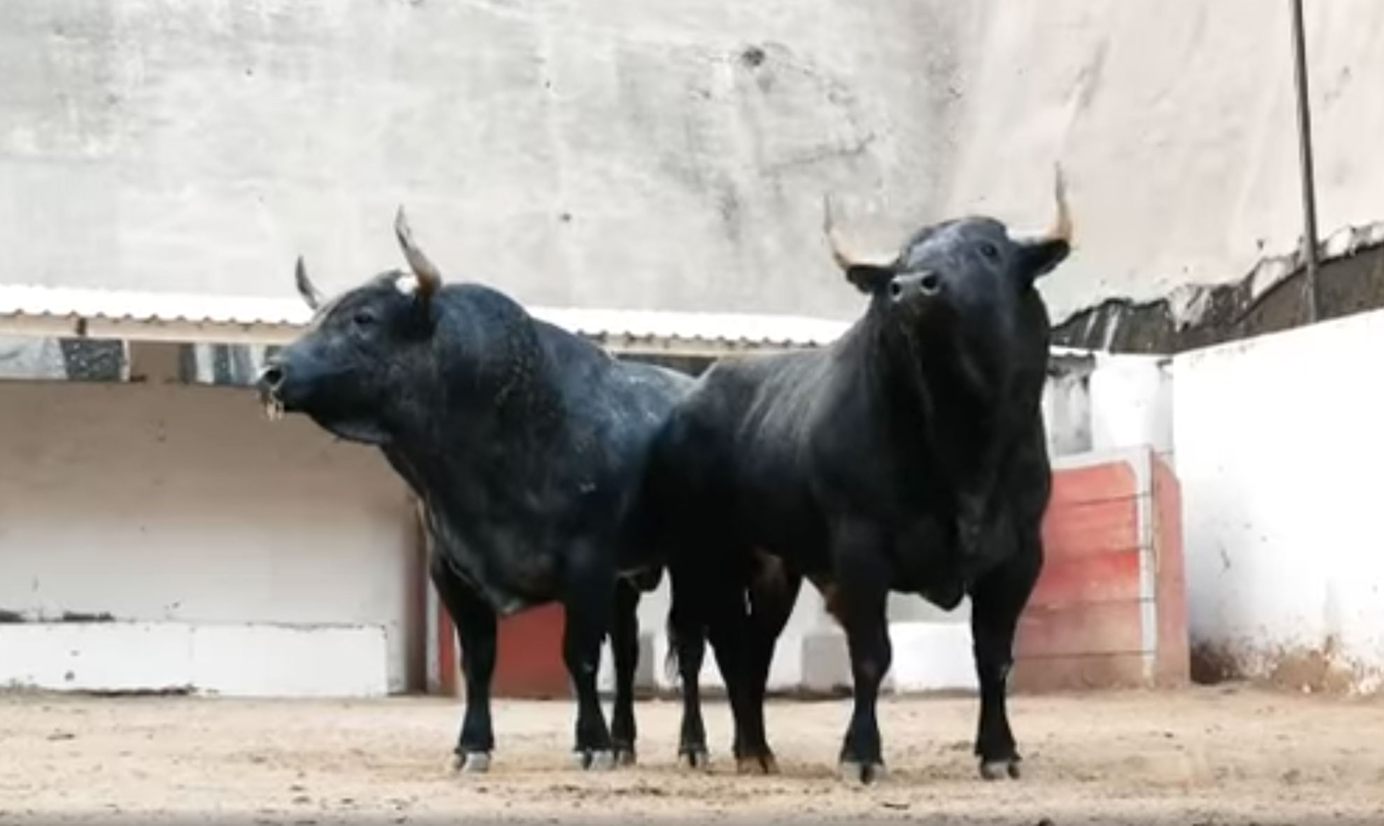 Los de Pozohondo para este domingo en La México