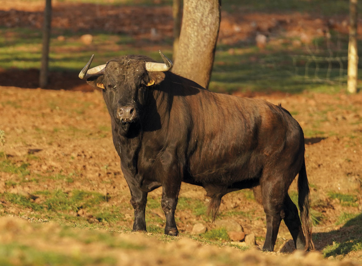 Cuvillos con acento malagueño