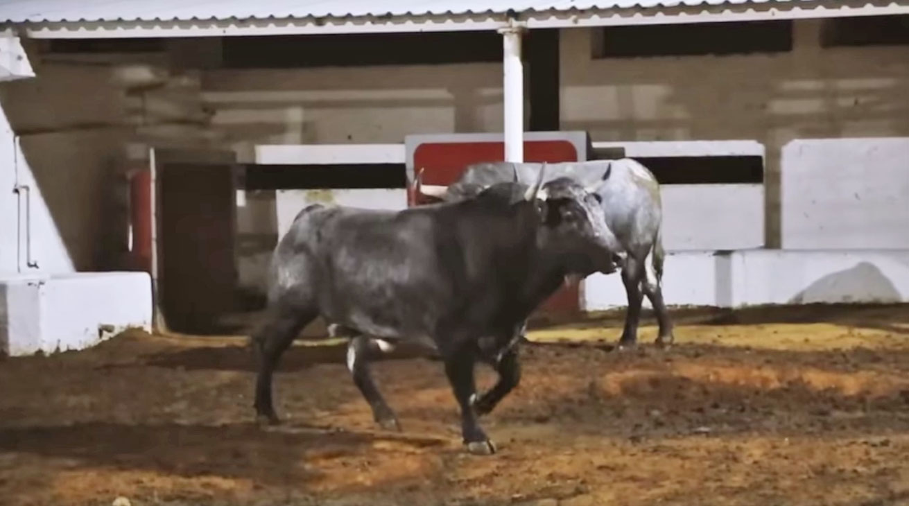 Los toros de Villa Carmela para este domingo en La México