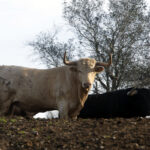 Núñez del Cuvillo, camada 2020