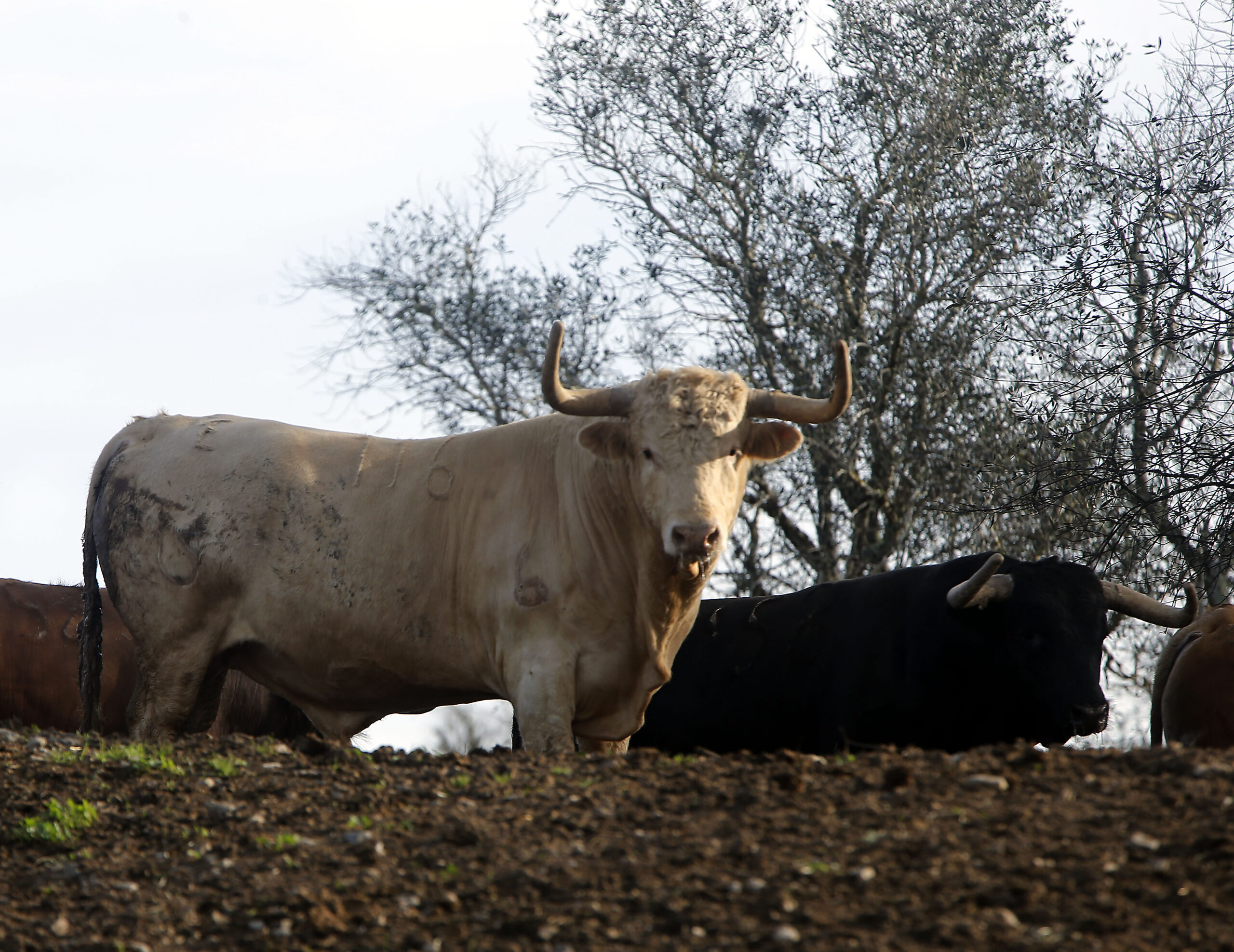 Núñez del Cuvillo, camada 2020