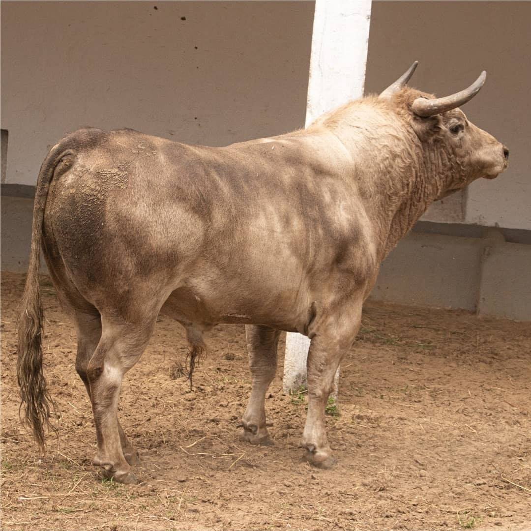 Toros de Ernesto Gutiérrez y Juan Bernardo Caicedo para Bogotá