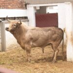 Toros de Ernesto Gutiérrez y Juan Bernardo Caicedo para Bogotá