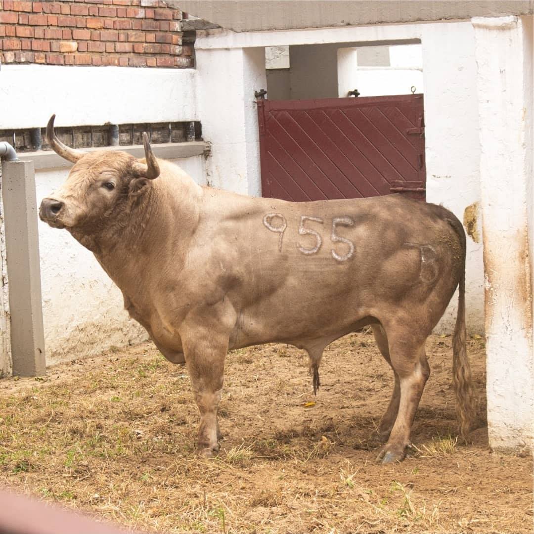 Toros de Ernesto Gutiérrez y Juan Bernardo Caicedo para Bogotá