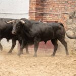 Toros de Ernesto Gutiérrez y Juan Bernardo Caicedo para Bogotá
