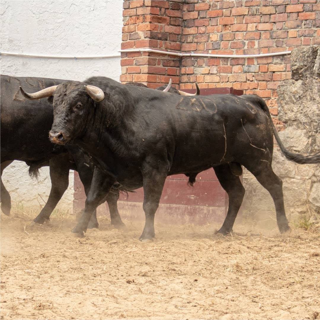 Toros de Ernesto Gutiérrez y Juan Bernardo Caicedo para Bogotá
