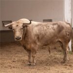 Toros de Ernesto Gutiérrez y Juan Bernardo Caicedo para Bogotá