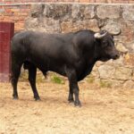 Toros de Ernesto Gutiérrez y Juan Bernardo Caicedo para Bogotá
