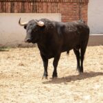 Toros de Ernesto Gutiérrez y Juan Bernardo Caicedo para Bogotá