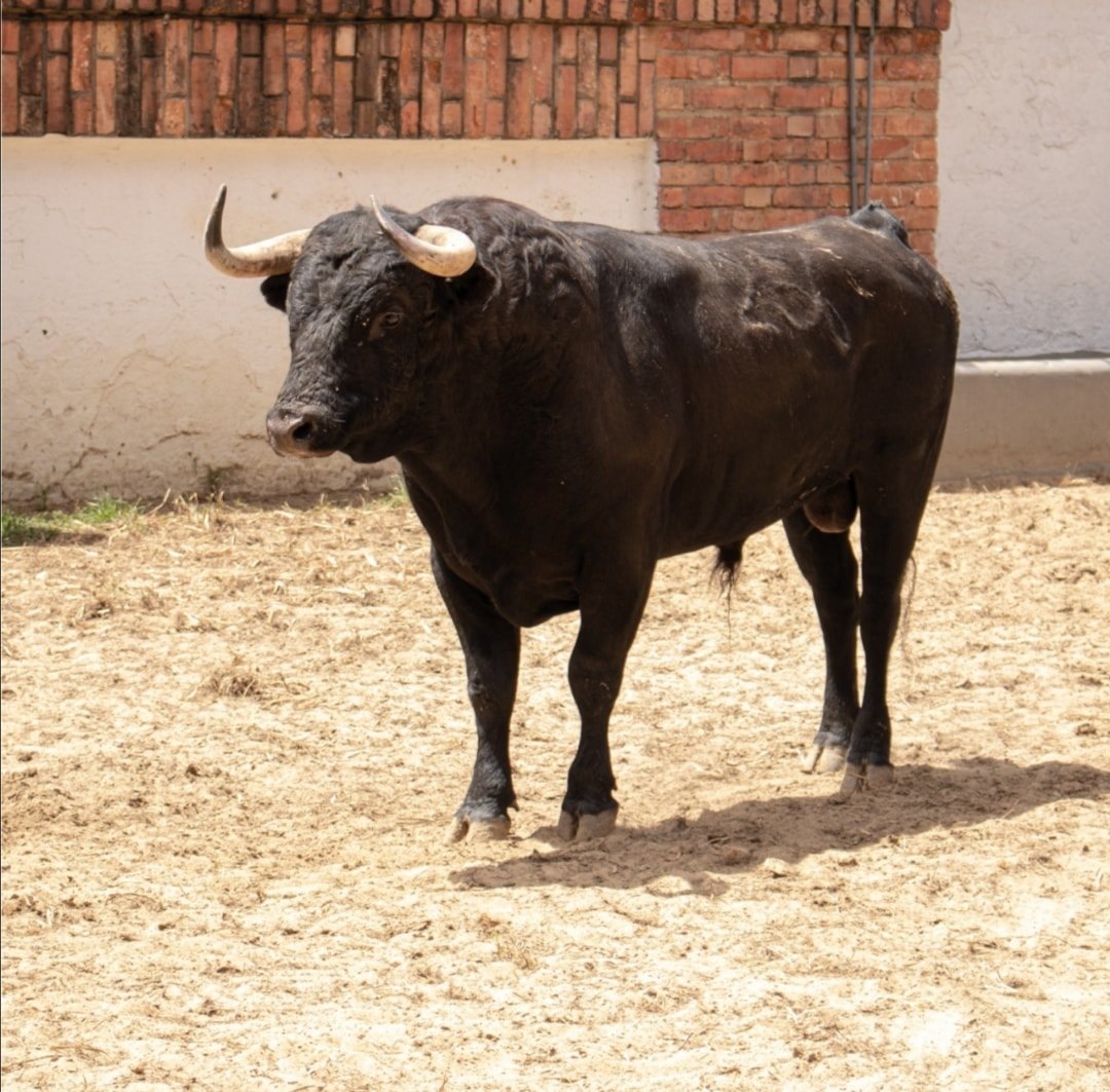Toros de Ernesto Gutiérrez y Juan Bernardo Caicedo para Bogotá