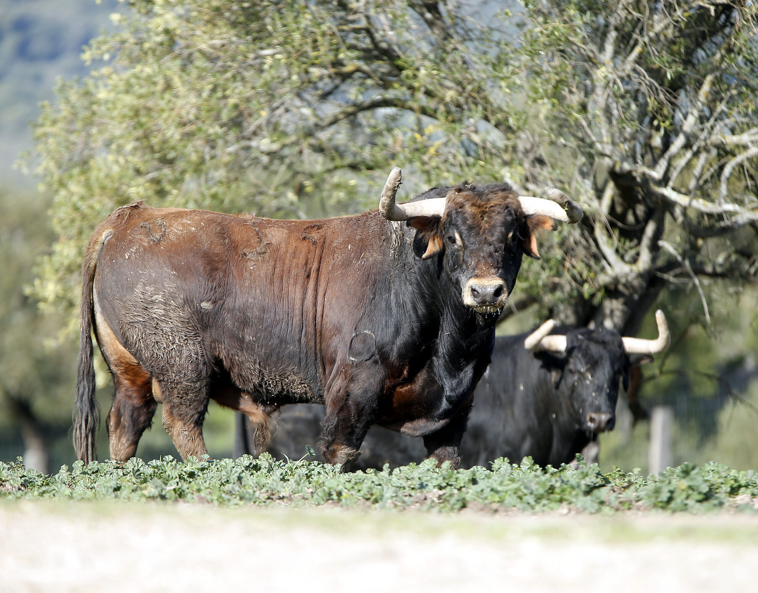 Santiago Domecq, protagonista de una conferencia en Museros