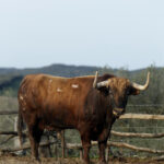 Núñez del Cuvillo, camada 2020