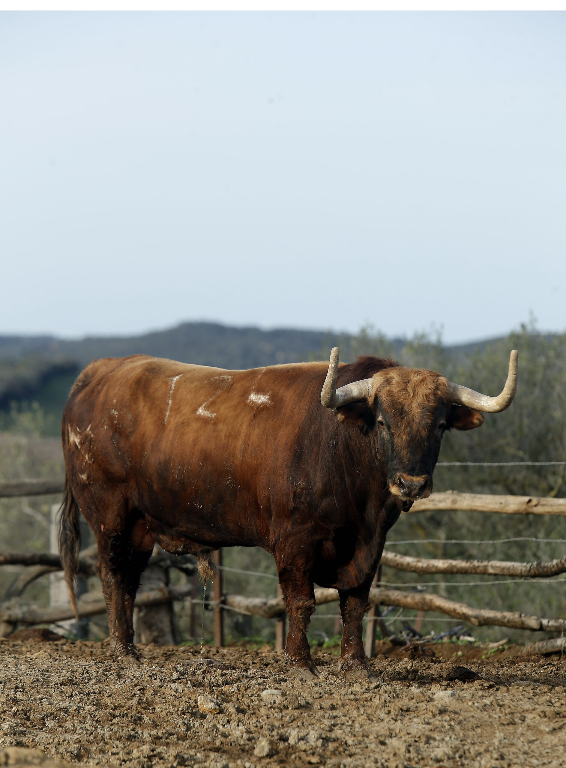 Núñez del Cuvillo, camada 2020