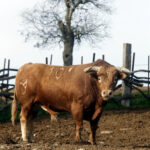 Núñez del Cuvillo, camada 2020