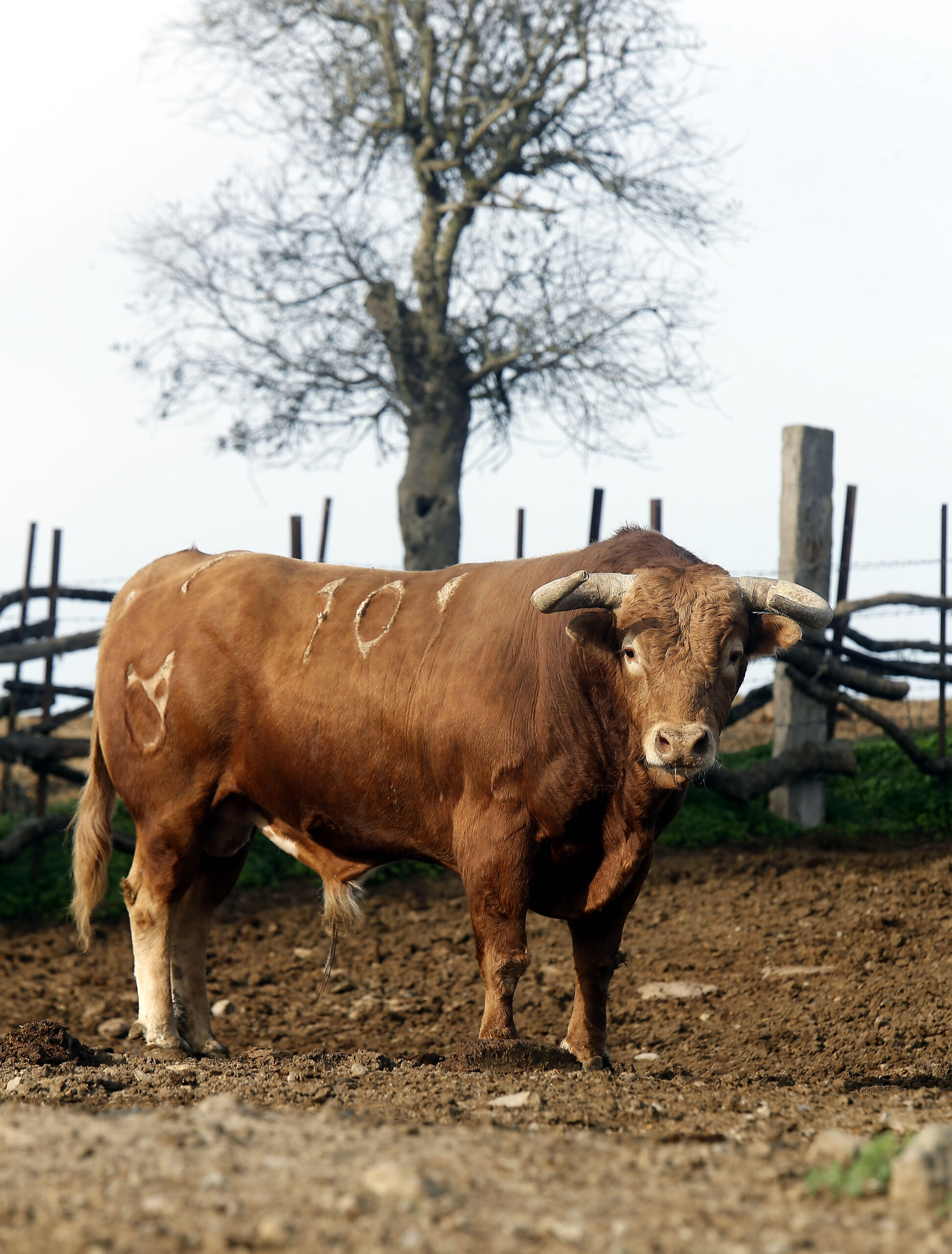 Núñez del Cuvillo, camada 2020