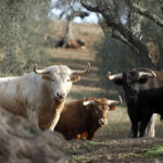 Núñez del Cuvillo, camada 2020