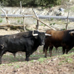 Núñez del Cuvillo, camada 2020