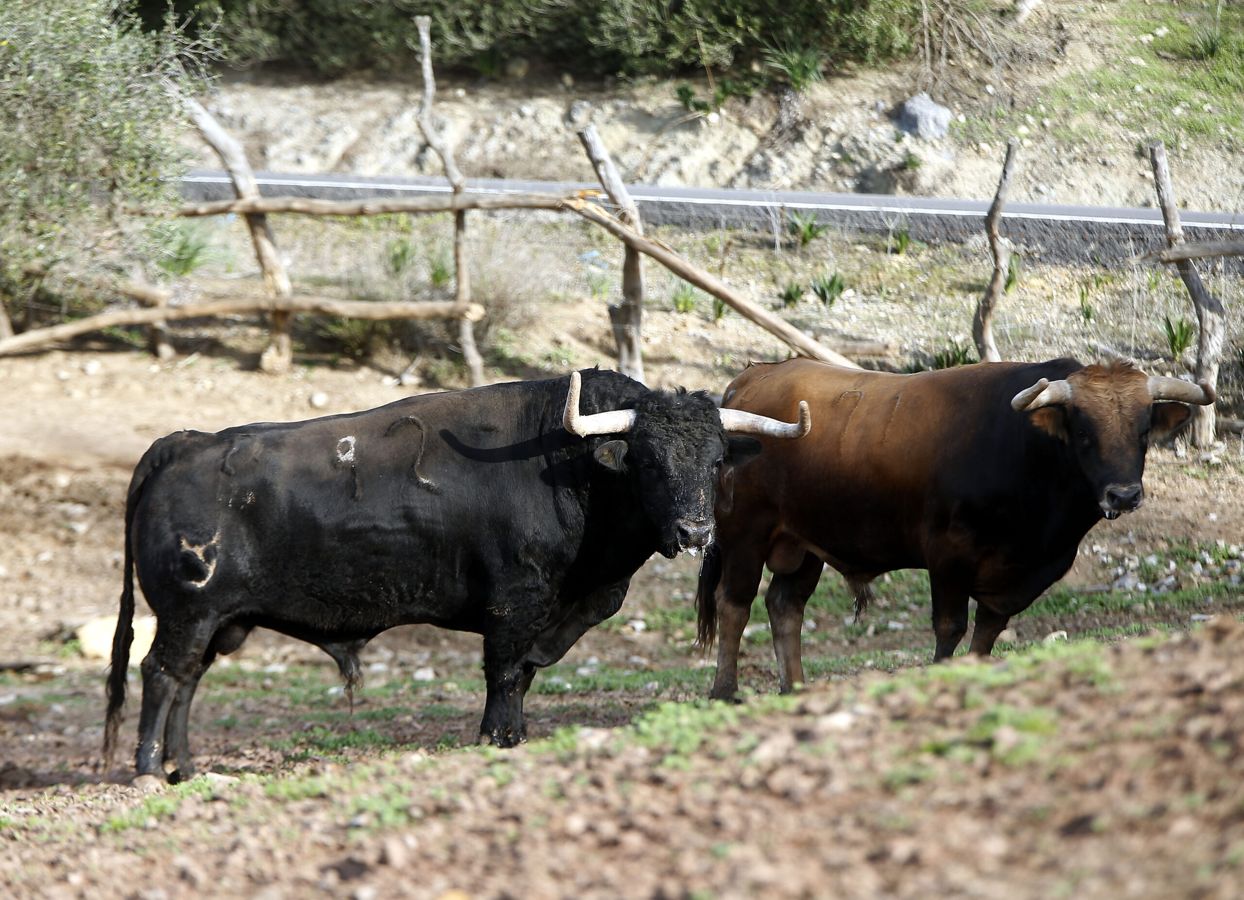 Núñez del Cuvillo, camada 2020