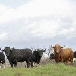 Ganadería Francisco Galache