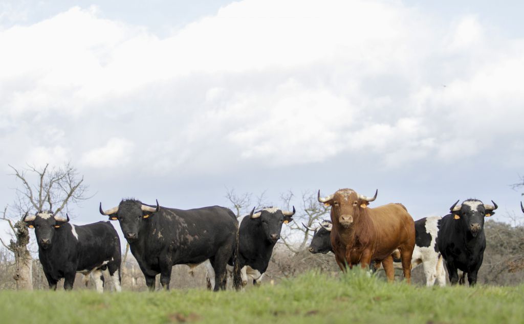 Ganadería Francisco Galache