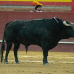 Valdemorillo, domingo 9 de febrero de 2020. Toros de Montalvo para Daniel Luque, López Simón y Álvaro Lorenzo