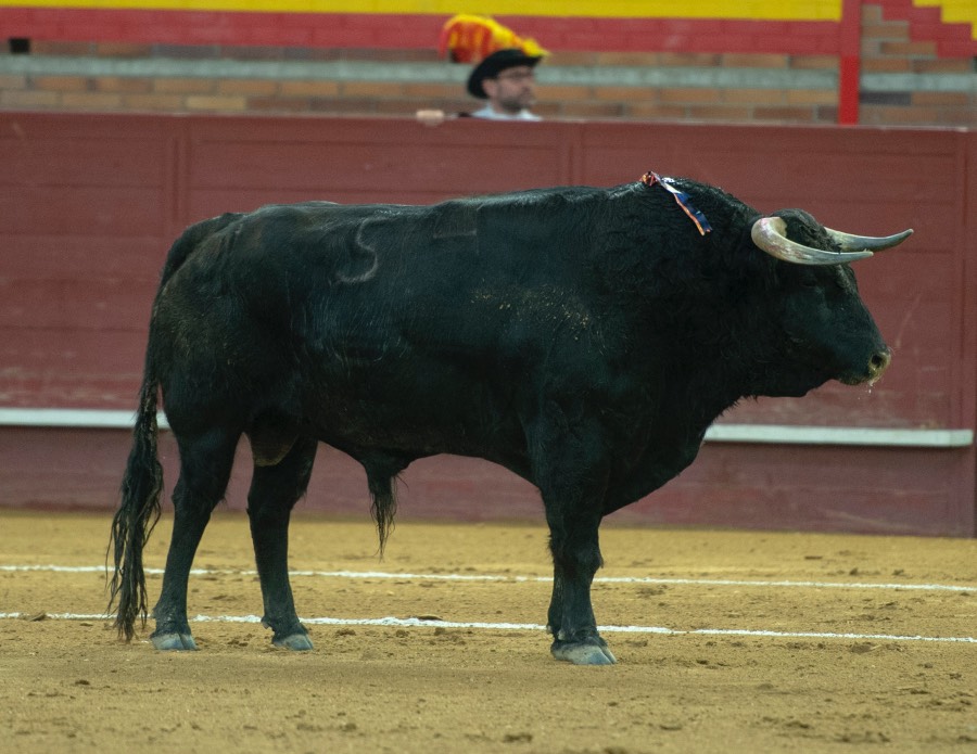 Valdemorillo, domingo 9 de febrero de 2020. Toros de Montalvo para Daniel Luque, López Simón y Álvaro Lorenzo