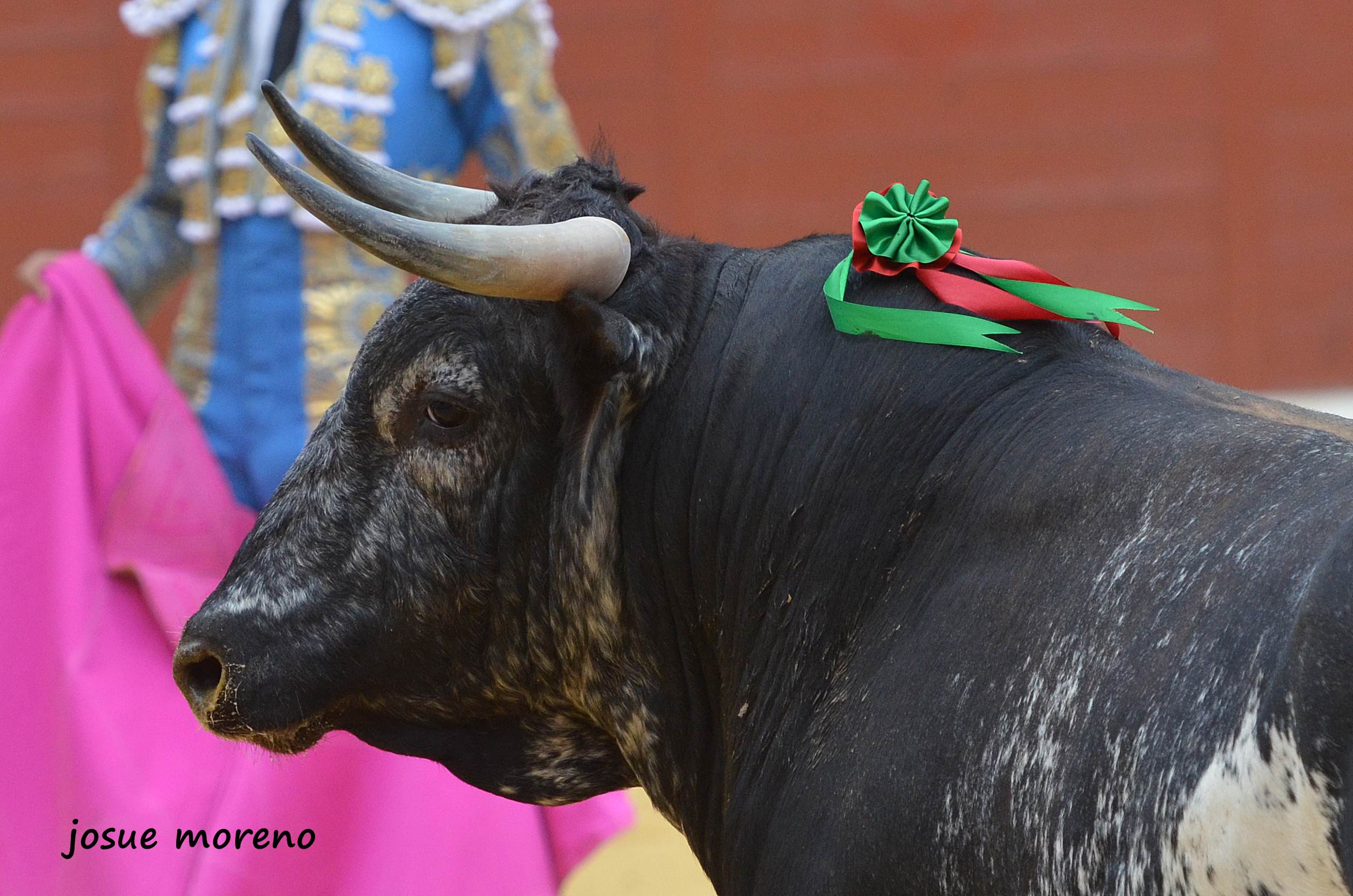 Seis novillos de seis ganaderías emblemáticas, la gran novedad para el Alfarero de Oro