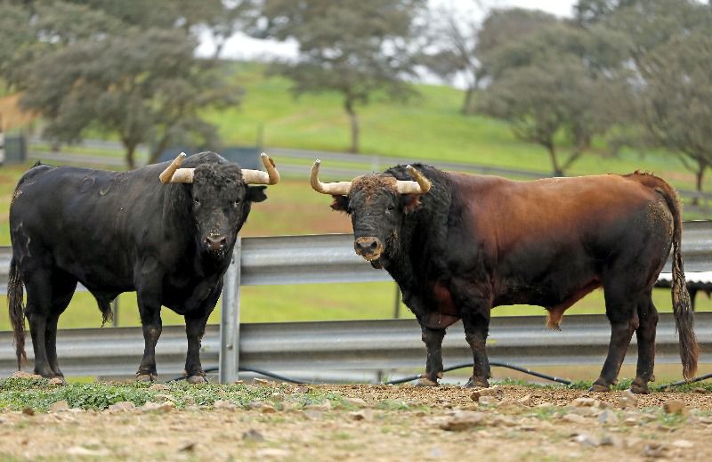 Jandilla: la docena de 2020