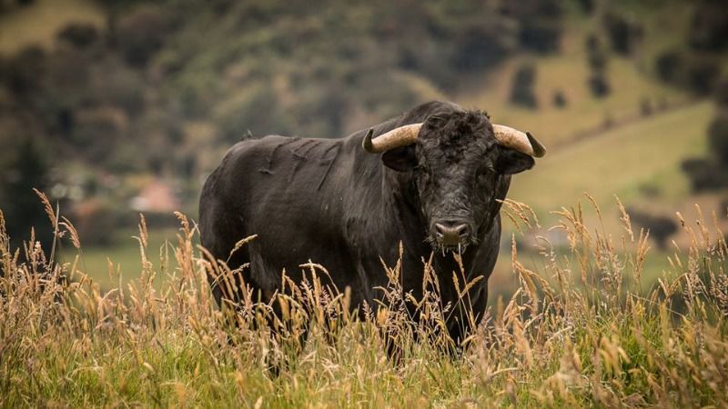 Los toros de El Manzanal para este domingo en Bogotá
