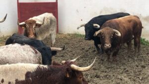 Montalvo. Valdemorillo, 9 de febrero de 2020