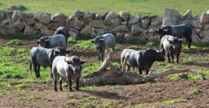 Fotos de los toros para la temporada 2020.