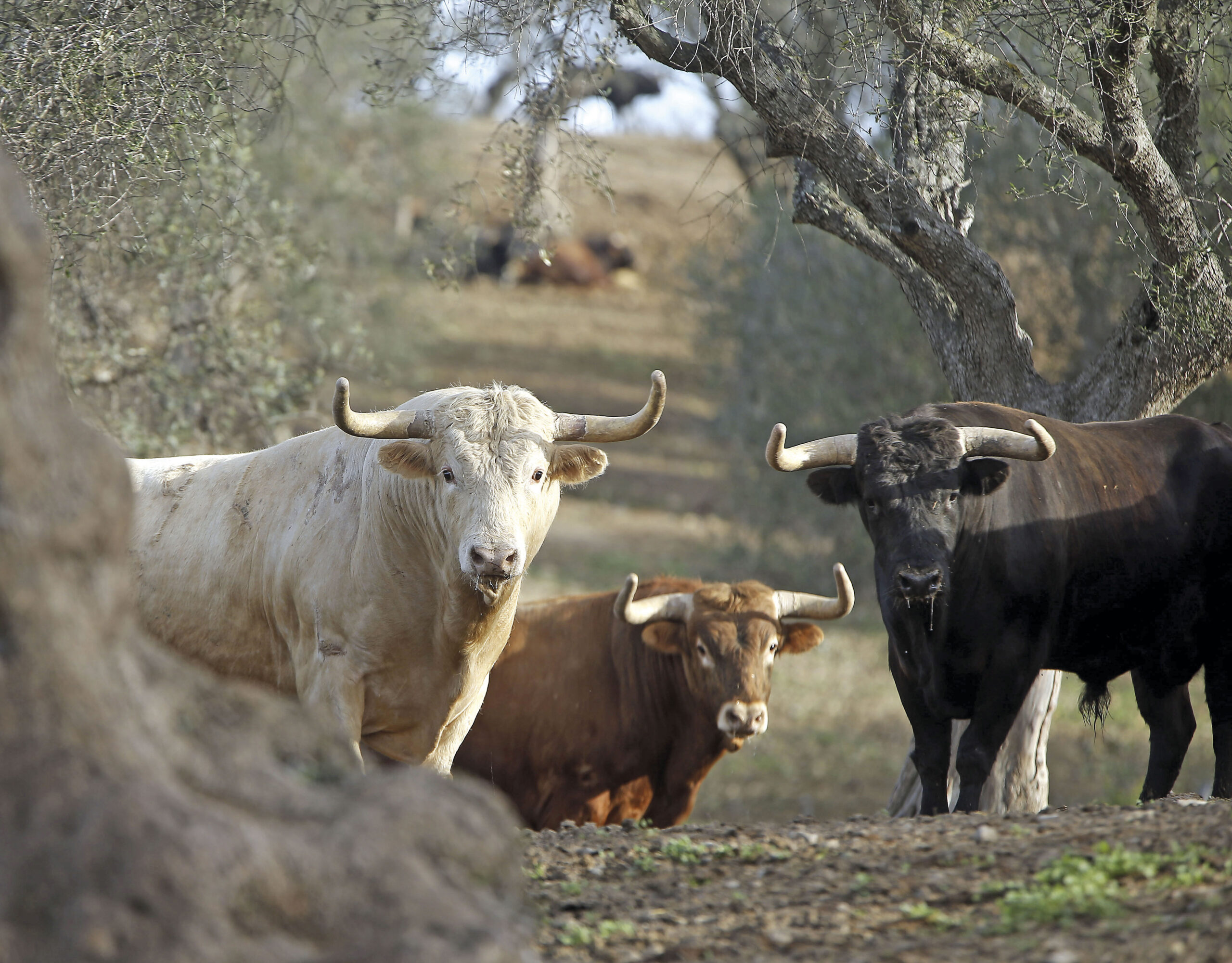 El secreto de la cumbre