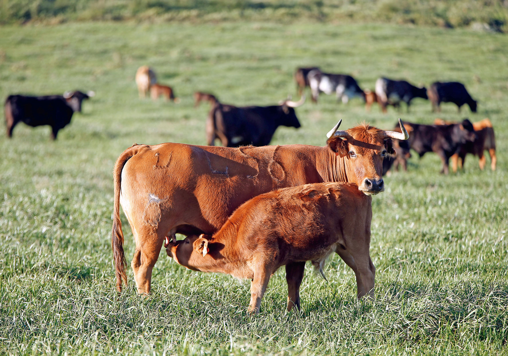 Un mensaje más atractivo... y rural