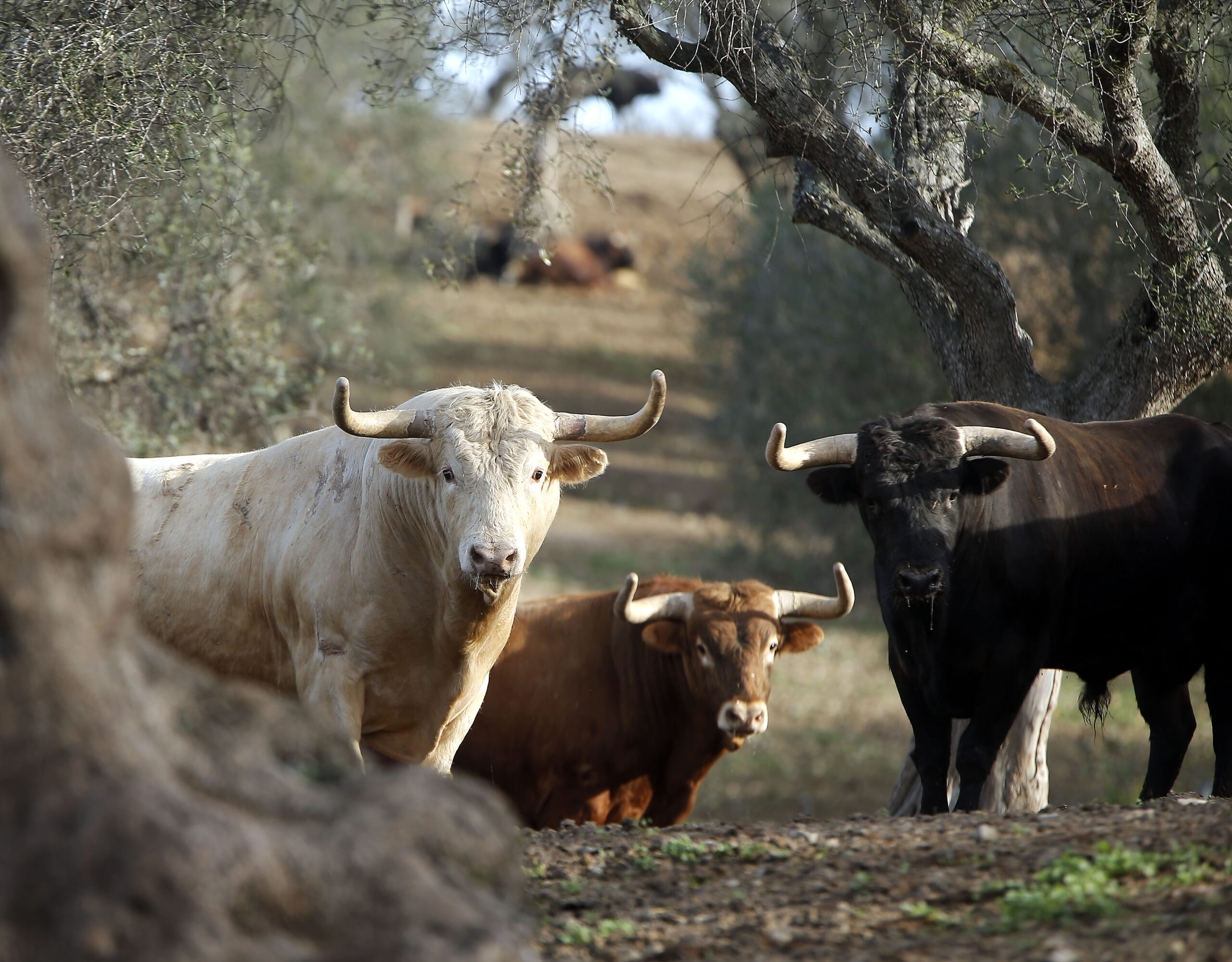Núñez del Cuvillo, veinte corridas para 2020 en las principales plazas