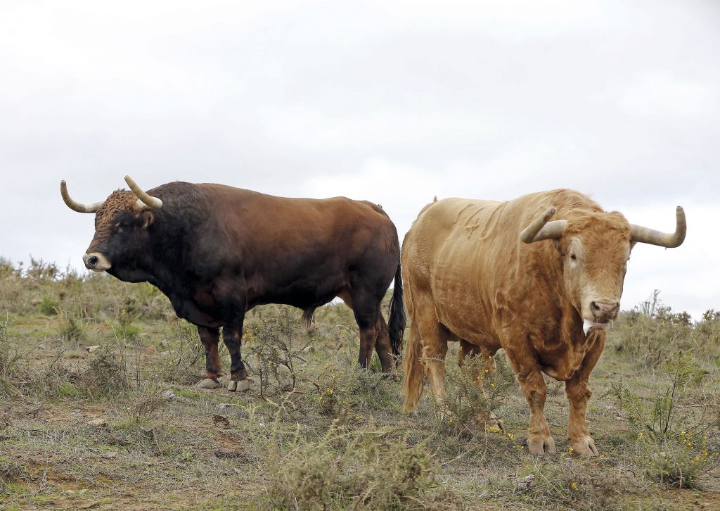 La culminación de una trayectoria