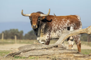 Peñajara de Casta Jijona