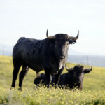 Camada de Victorino Martín para 2020