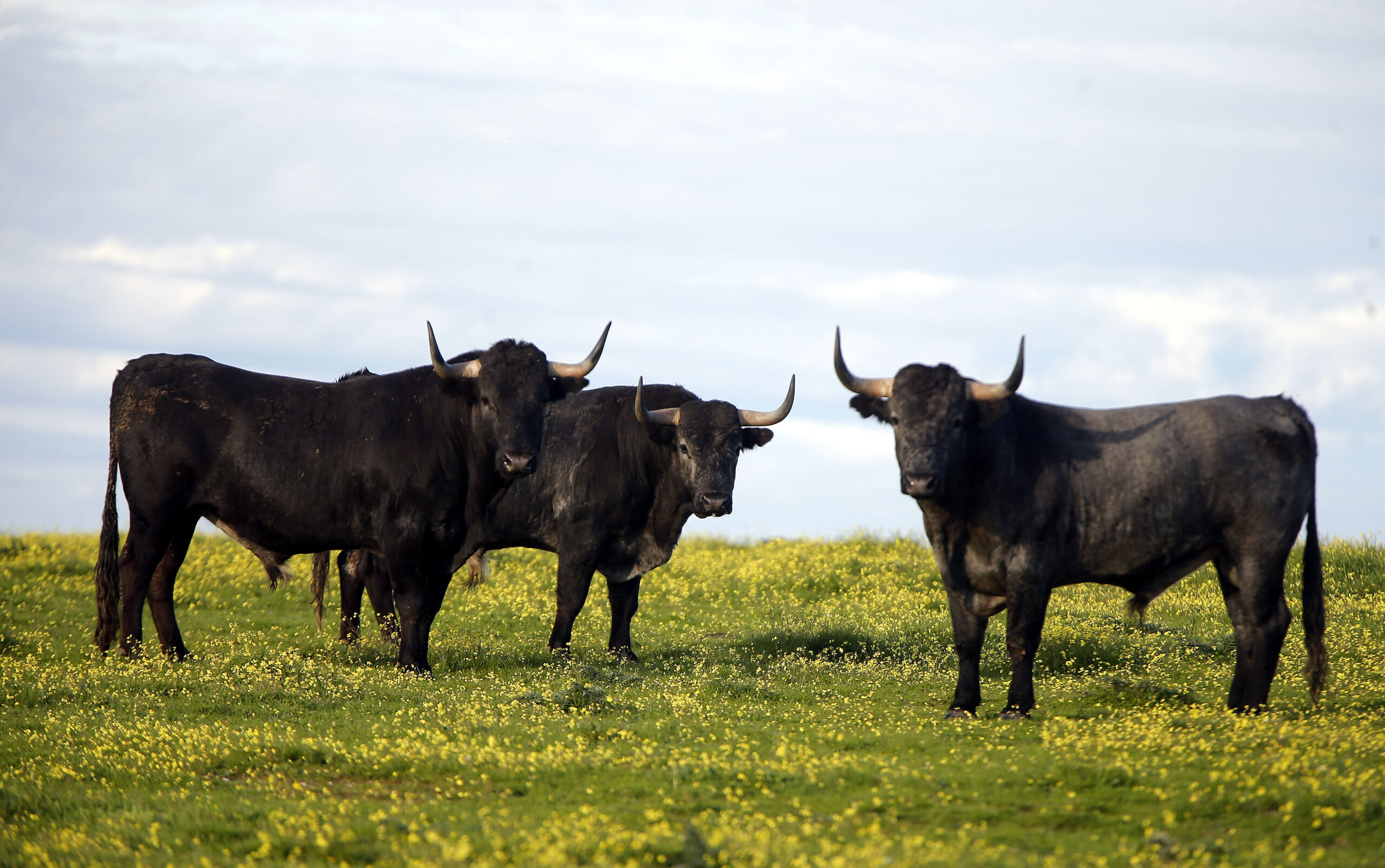 Camada de Victorino Martín para 2020
