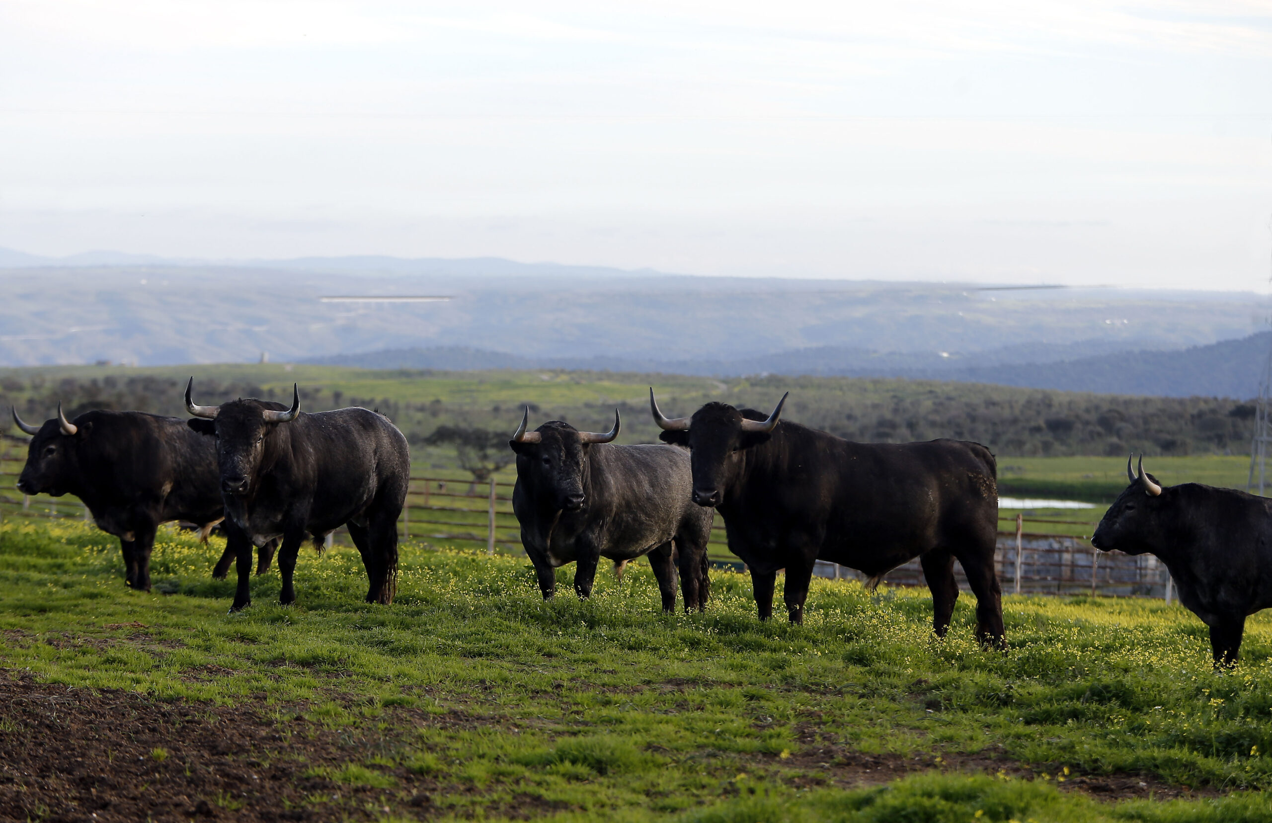 Camada de Victorino Martín para 2020