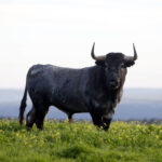 Camada de Victorino Martín para 2020