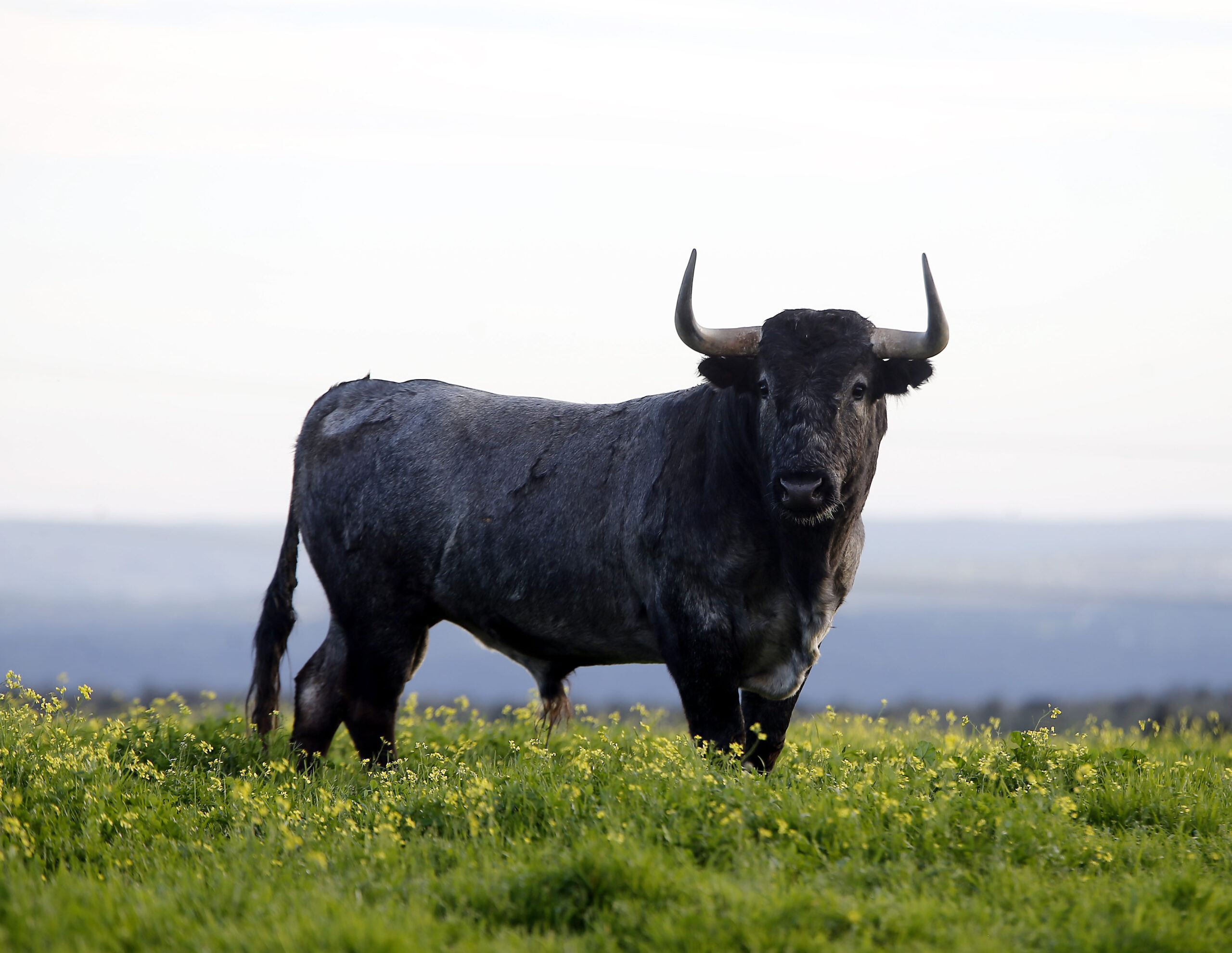 Camada de Victorino Martín para 2020