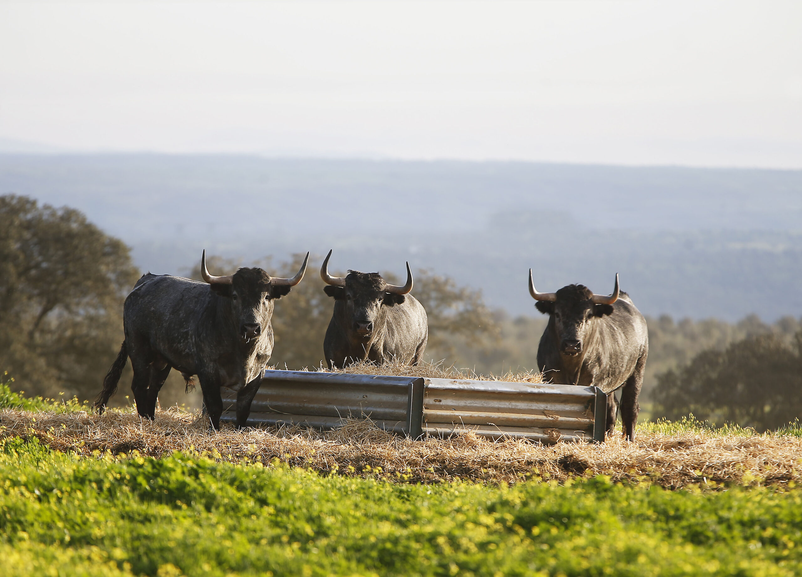 Camada de Victorino Martín para 2020