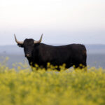 Camada de Victorino Martín para 2020