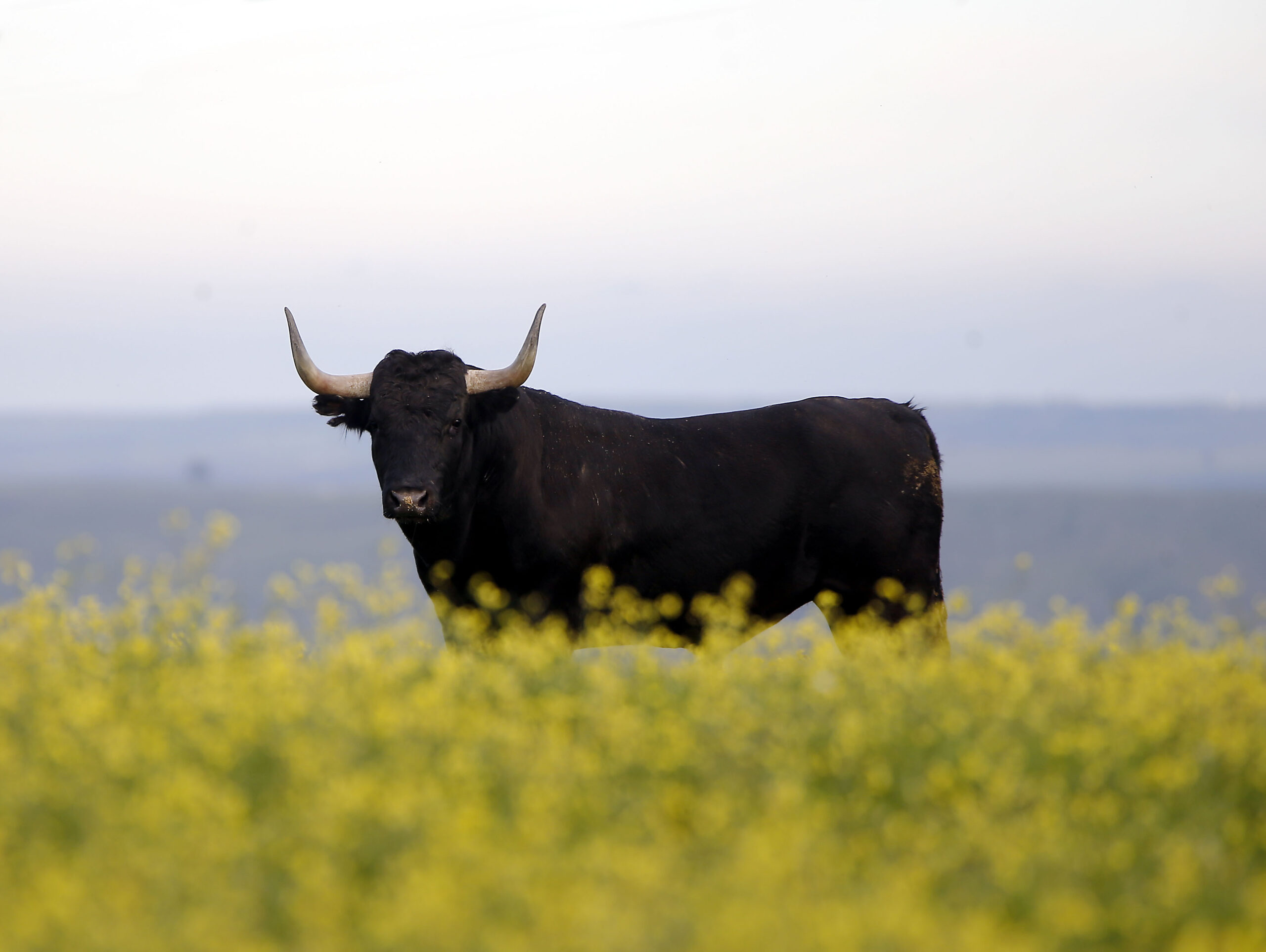 Camada de Victorino Martín para 2020