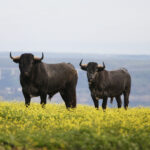 Camada de Victorino Martín para 2020