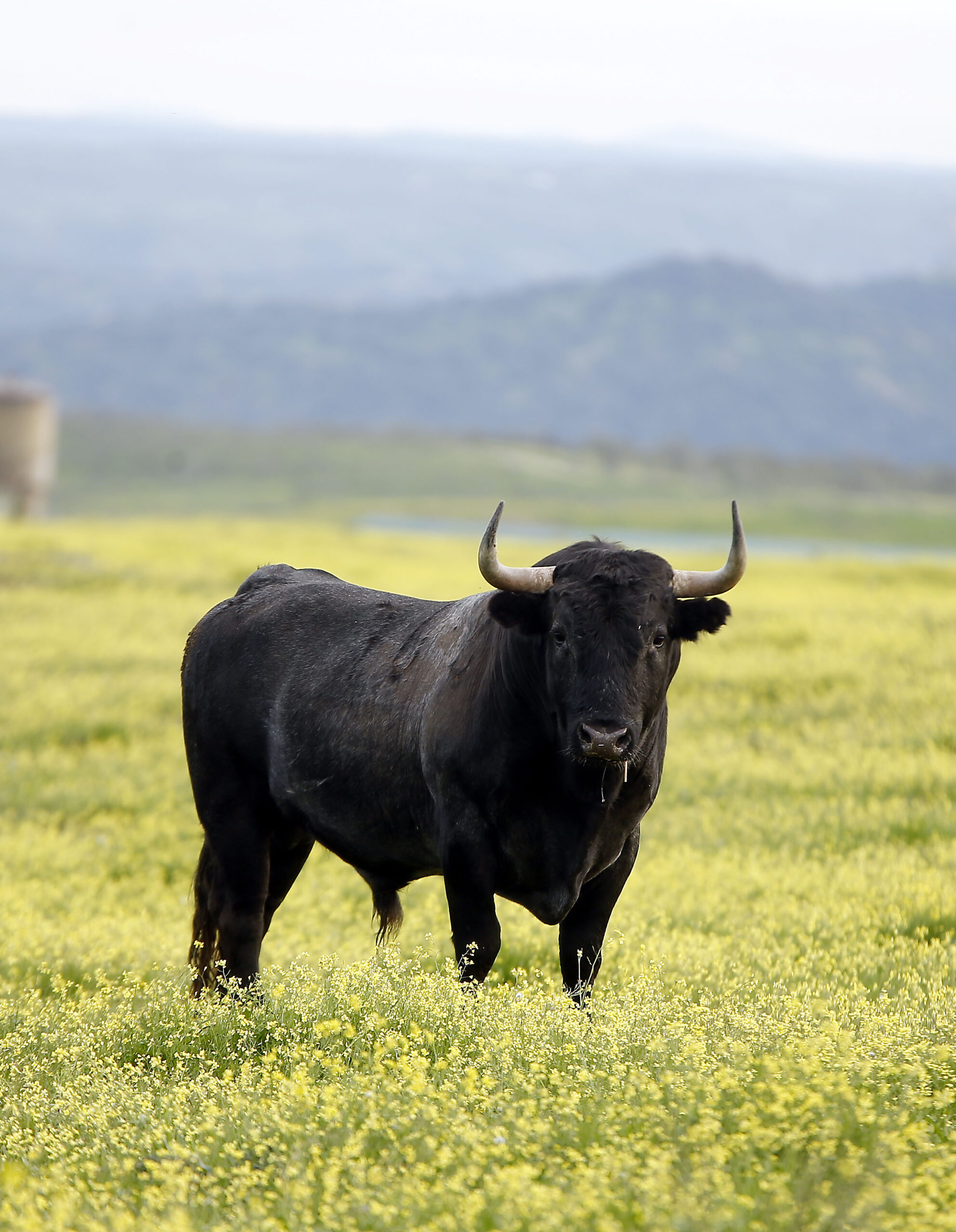 Camada de Victorino Martín para 2020